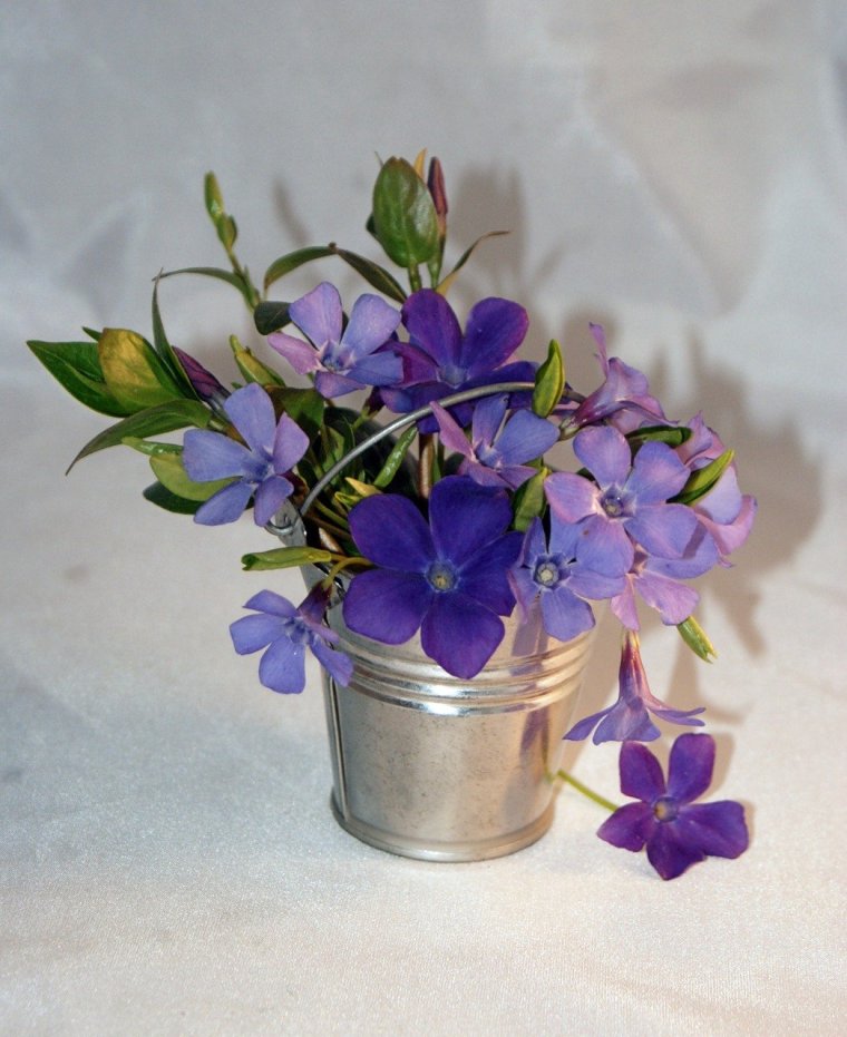 Букет фиалок Ингрия