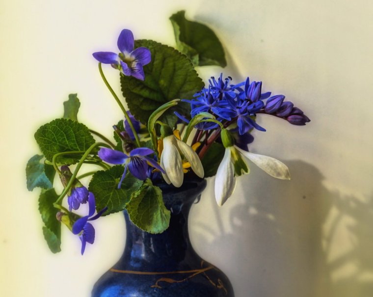 Фиалка РС пролески