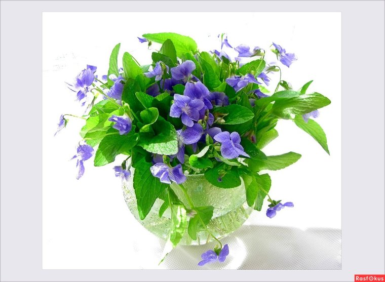 Букетик лесных фиалок