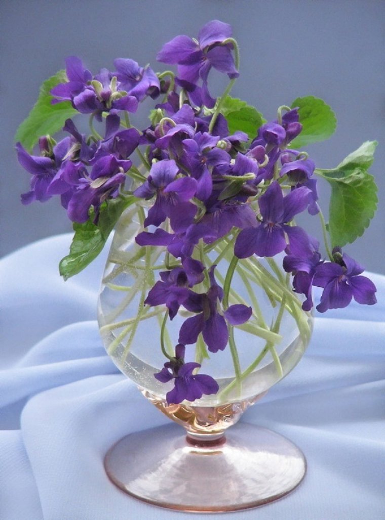 Лесные фиалки букет