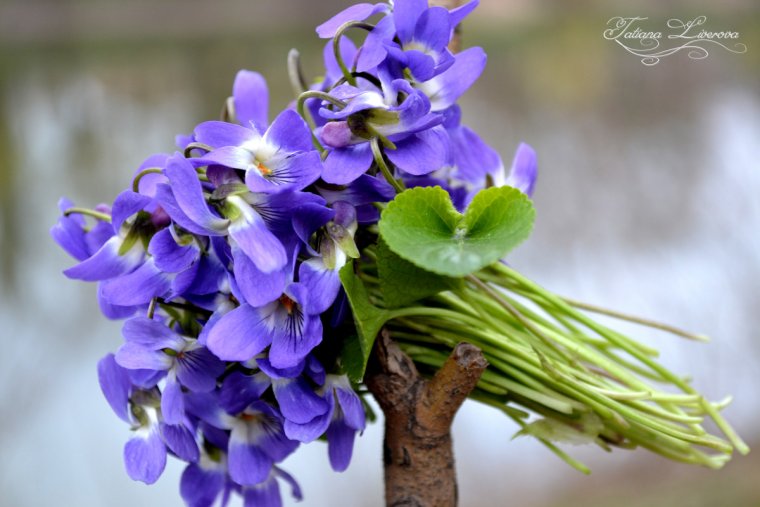 Пармские фиалки букет