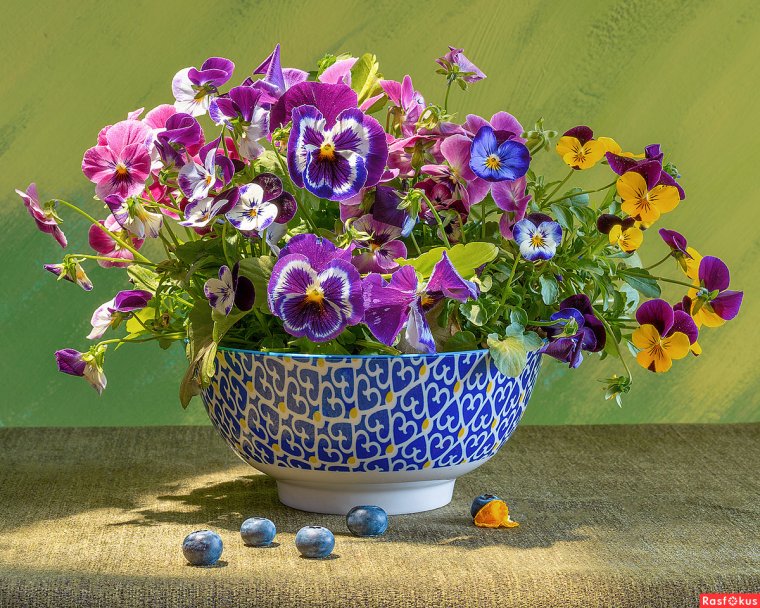 Бузин. Анютины глазки