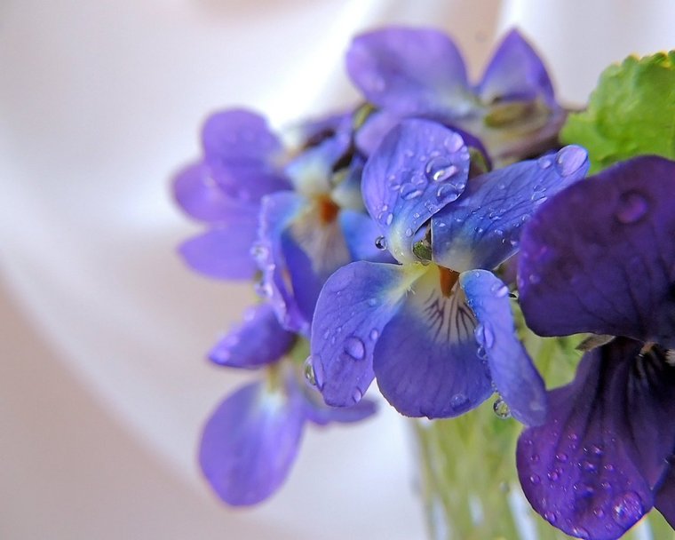 Лесная фиалка Паспалеева