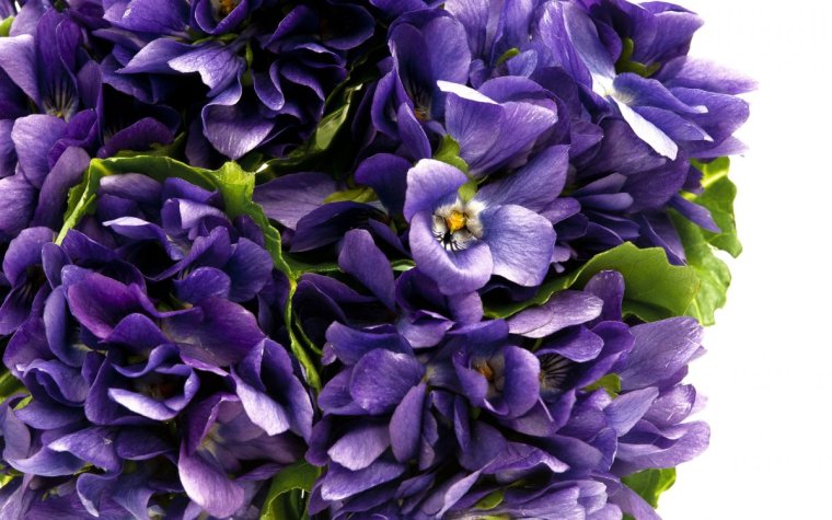 Фиалка Букетная