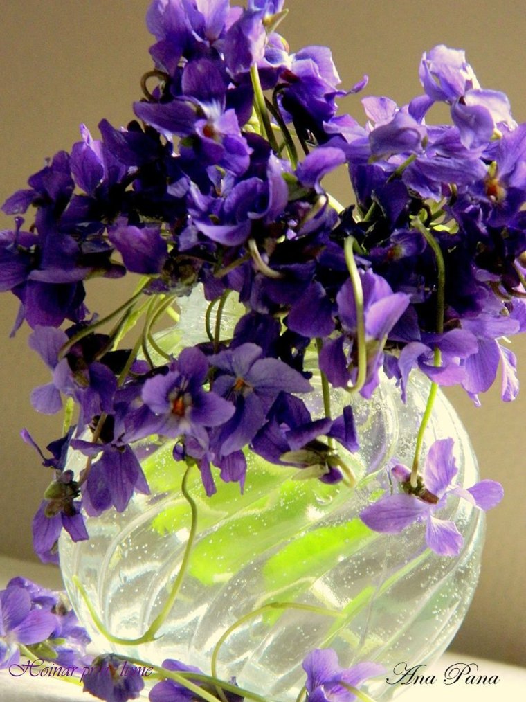 Фиалка сиреневый букет