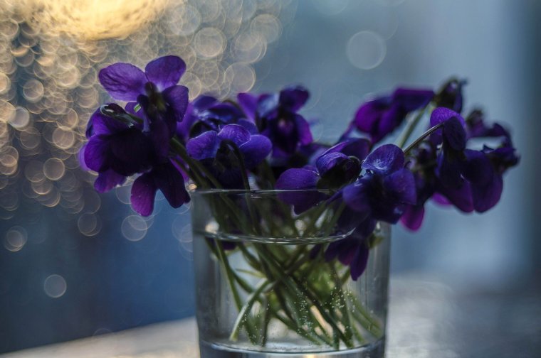 Фиалки в вазе