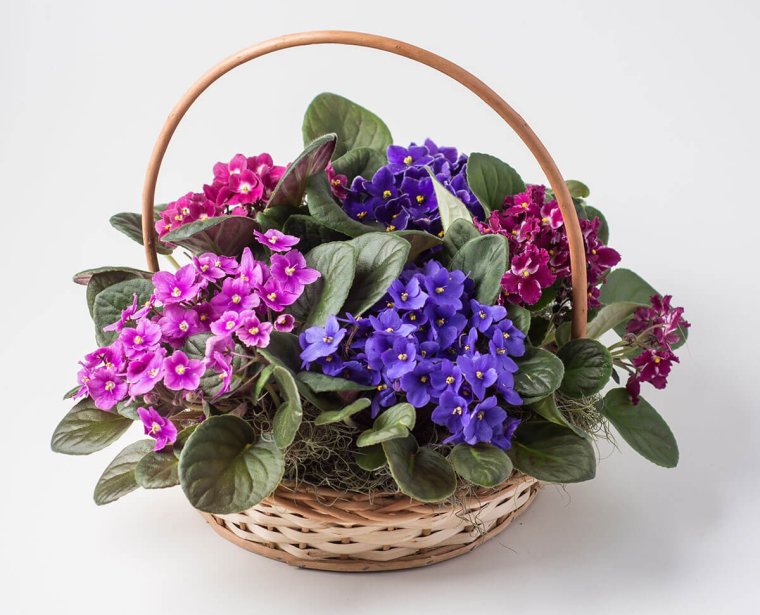 Композиция с фиалкой