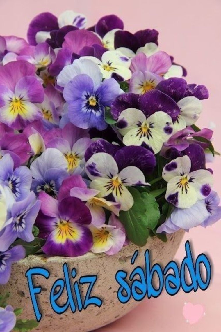 Фиалка Анютины глазки