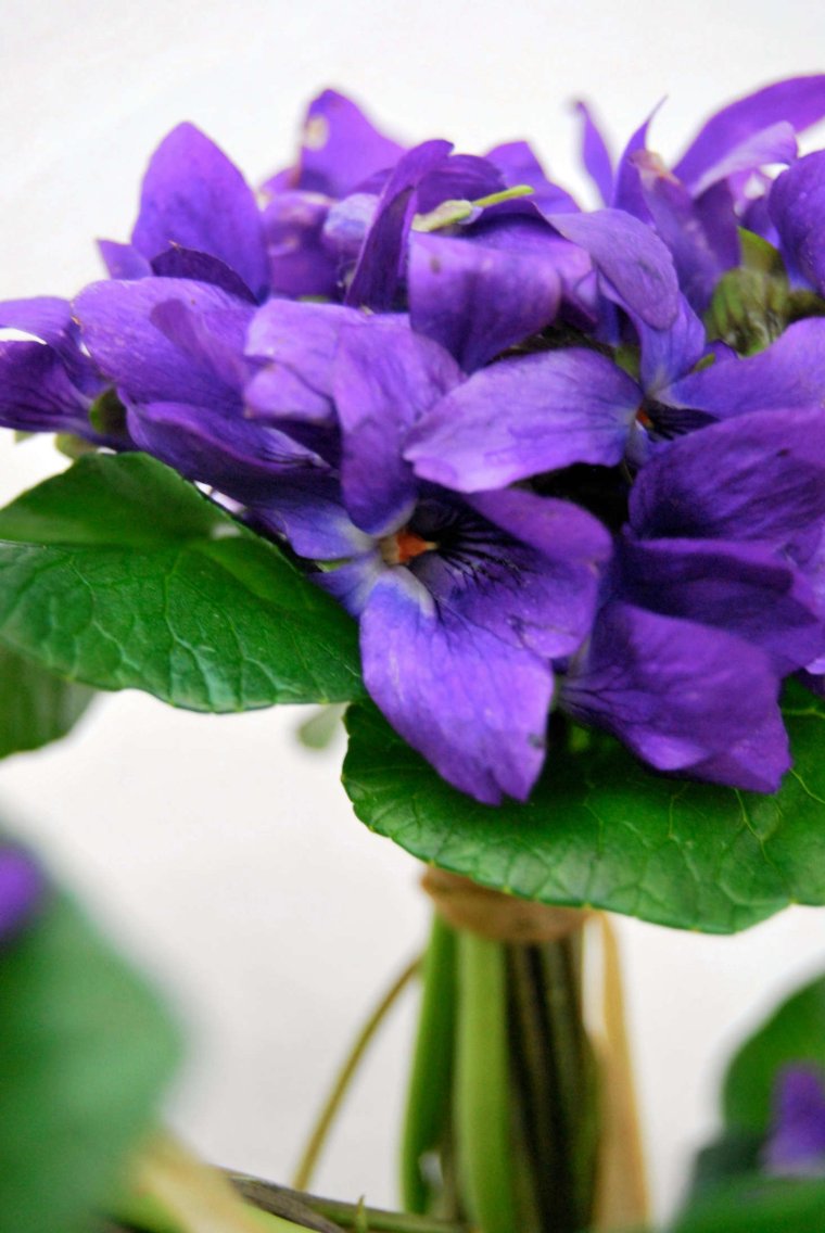 Большой красивый букет фиалок фиолетовых