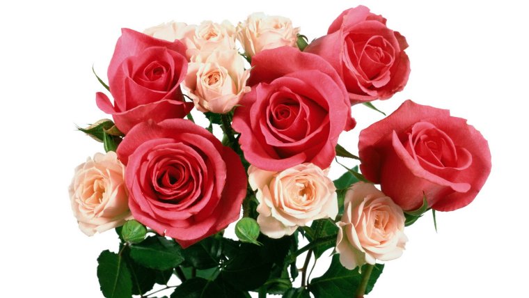 Розы на прозрачном фоне