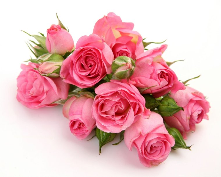 Розовые розы