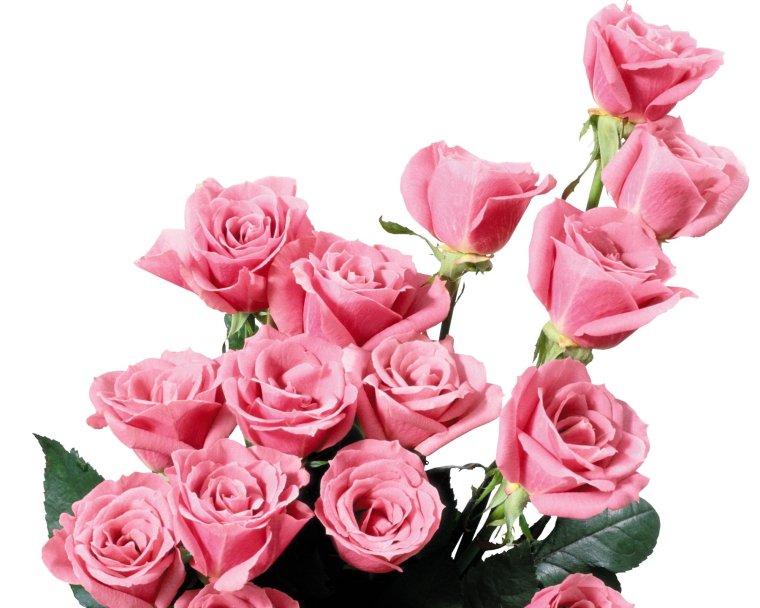 Роза на белом фоне