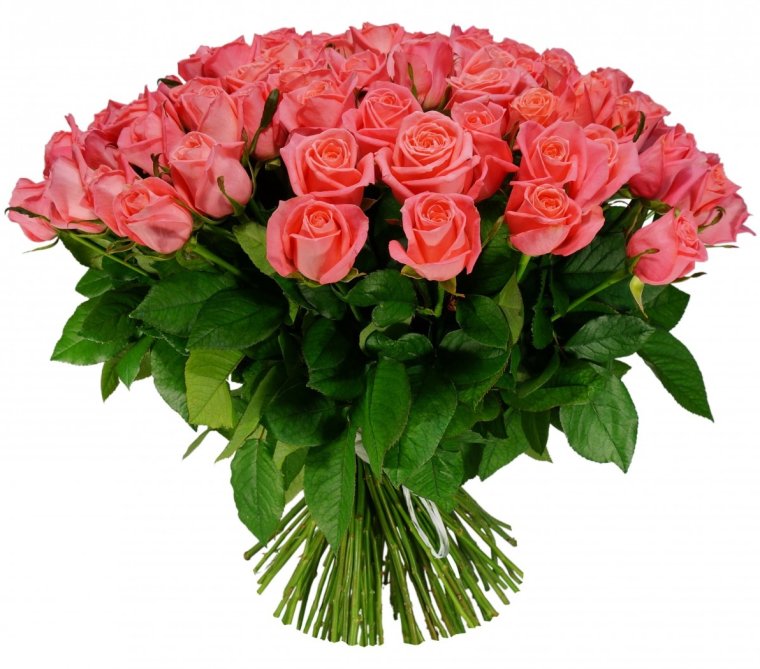 Роза Анна Карина 60мо