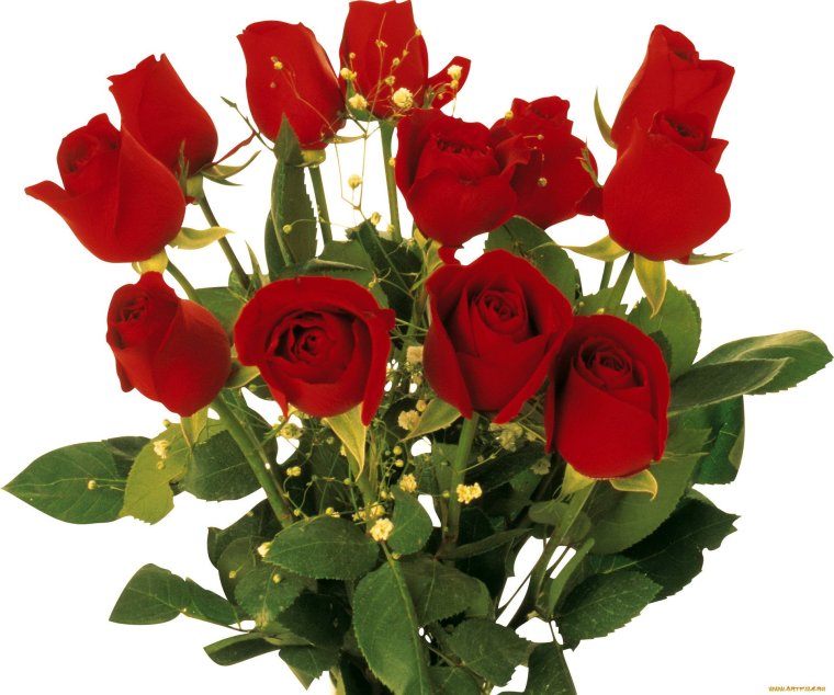 Красивые розы на прозрачном фоне