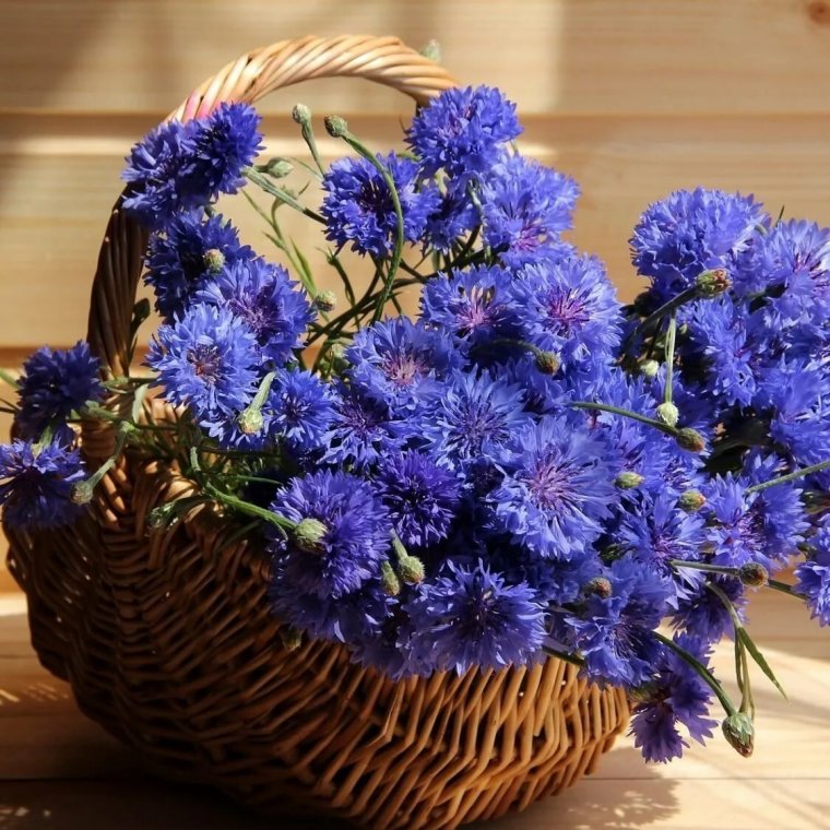 Полевые цветы в корзине