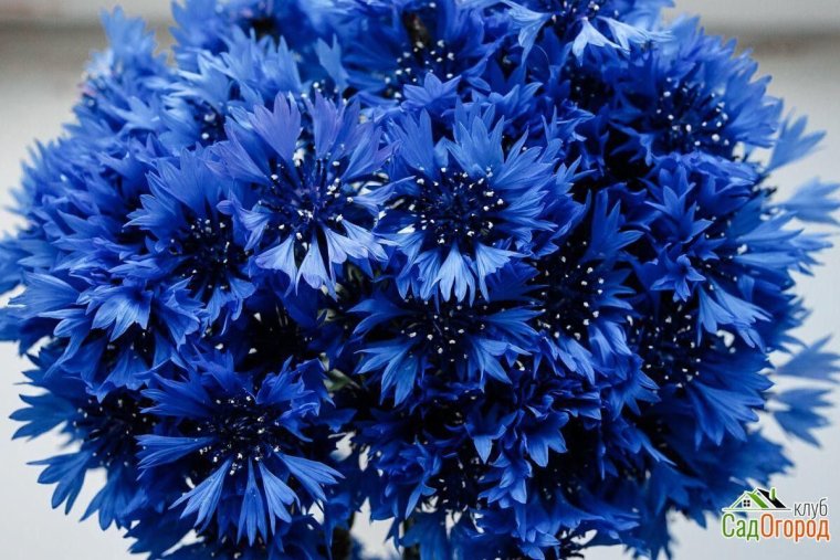 Васильки в вазе