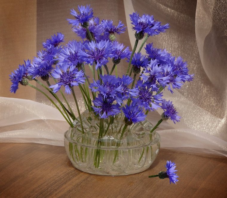 Букет полевых Васильков