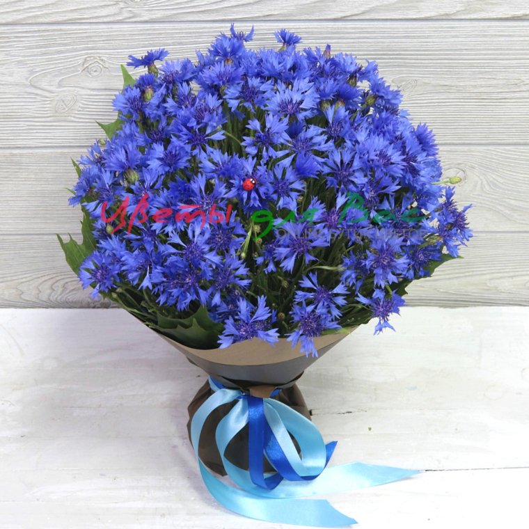 Василёк синий