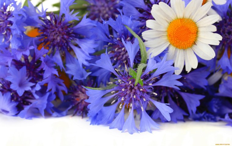 Букет из Васильков и гипсофилы