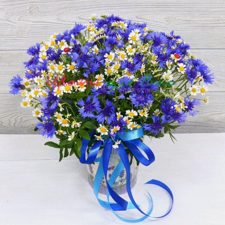 Васильки дельфиниум