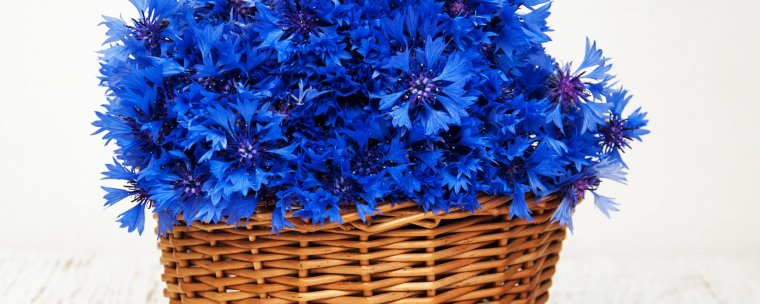 Васильки букет