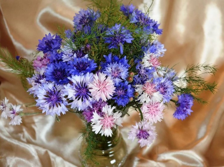 Васильки букеты красивые