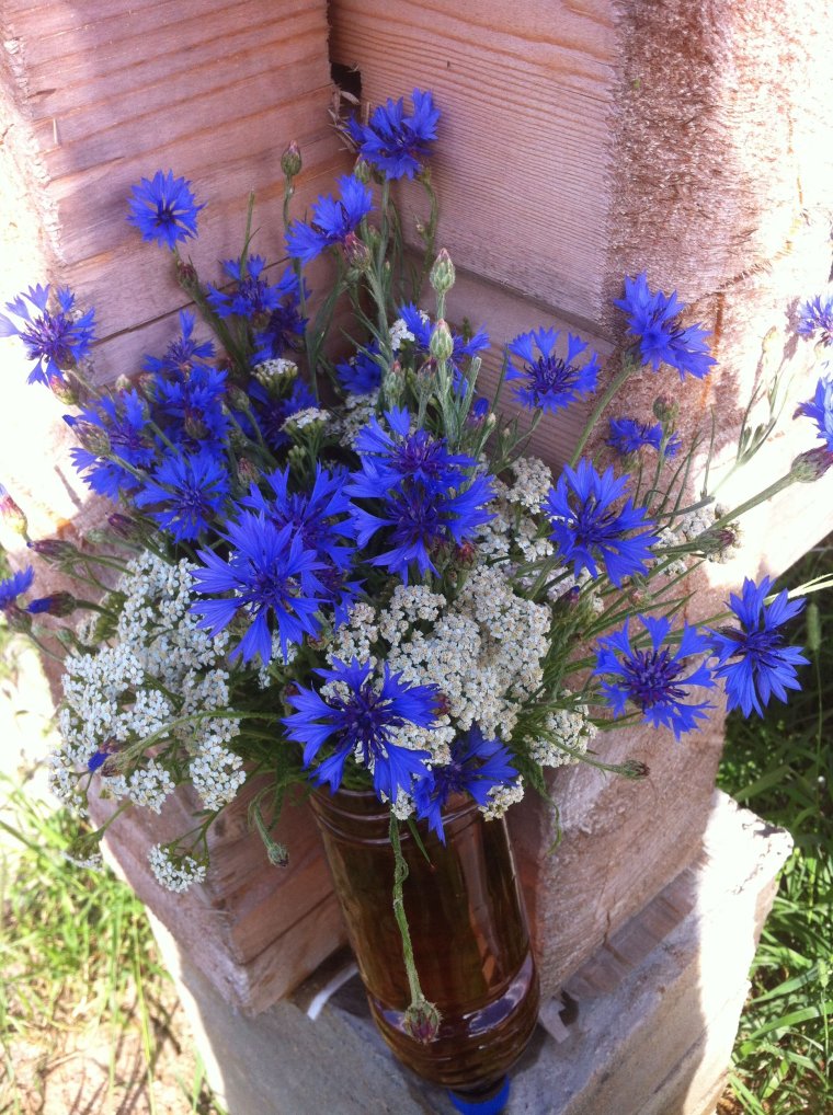 Василёк низкорослый Флоренция