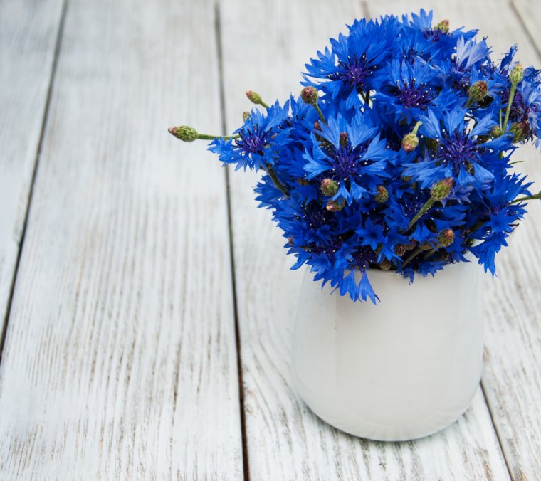 Васильки букет