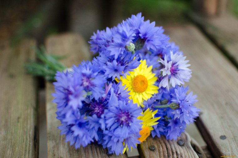 Васильки букет