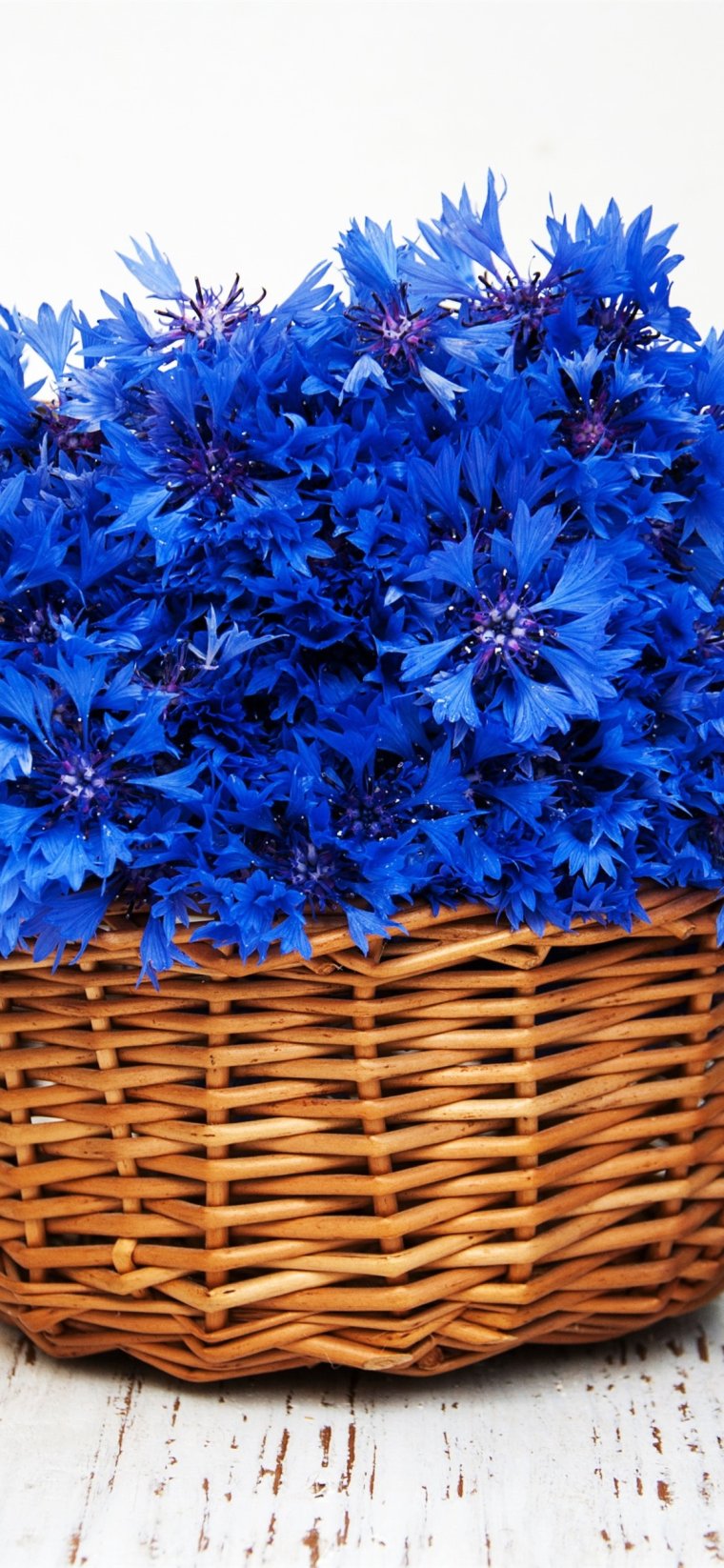 Василек синий Корнфловер