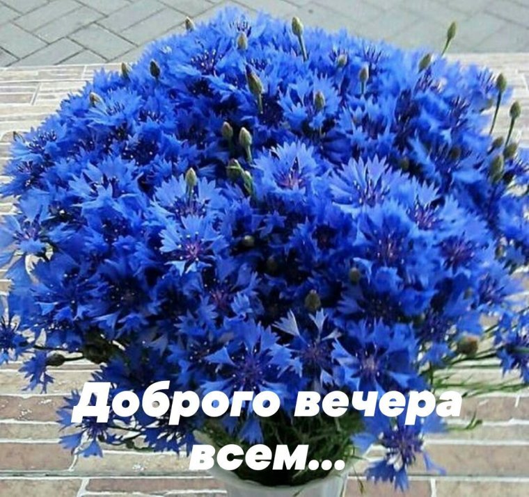 Красивый букет из Васильков