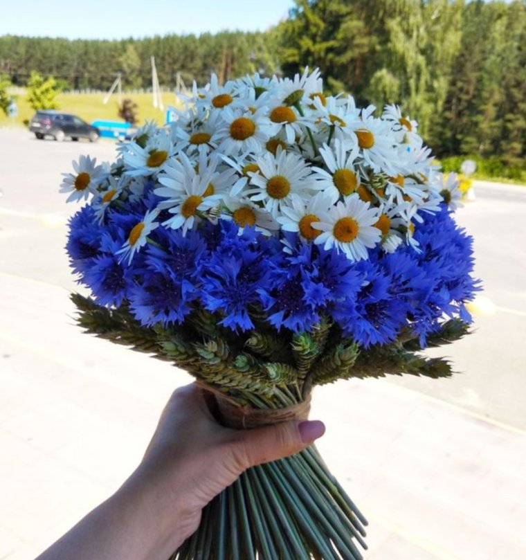 Пижма Ромашка полевые цветы