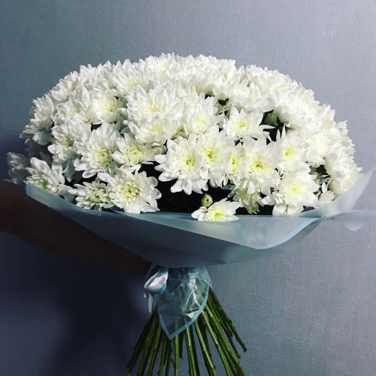 Хризантема белая