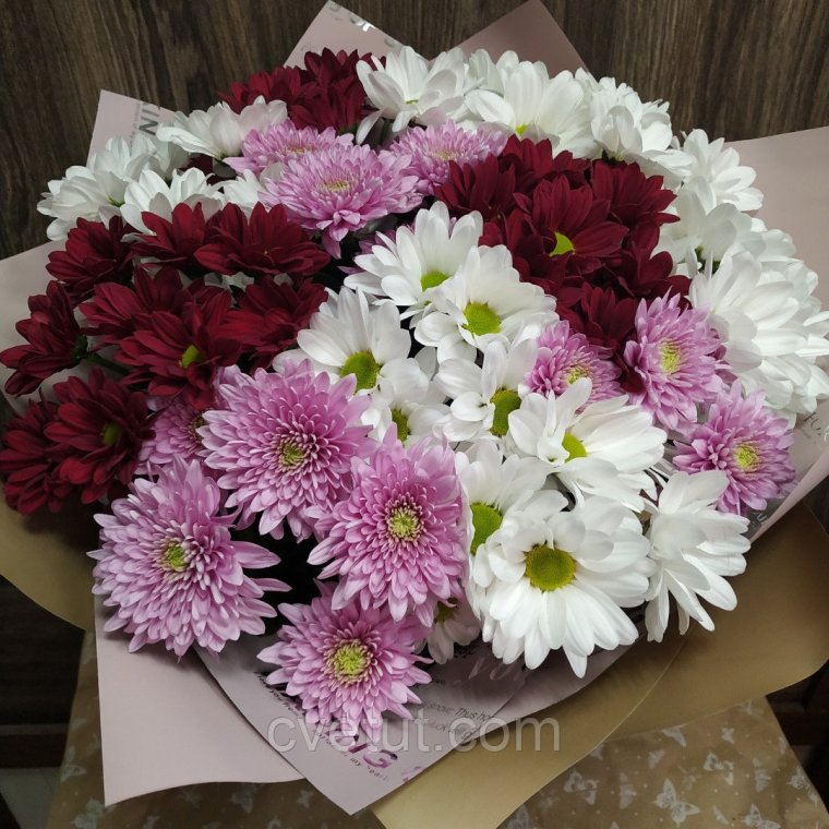 Хризантема кустовая Донна