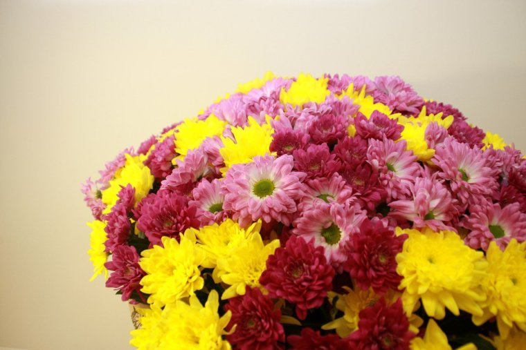 Хризантема Фред