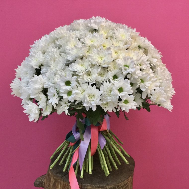 Хризантемы бакарди большой букет