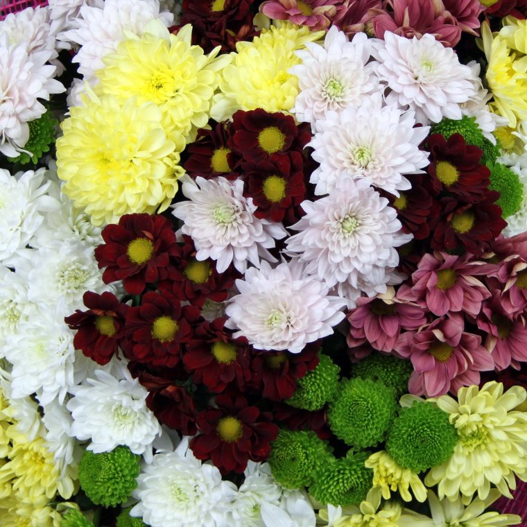 Хризантема Сантини Крисси