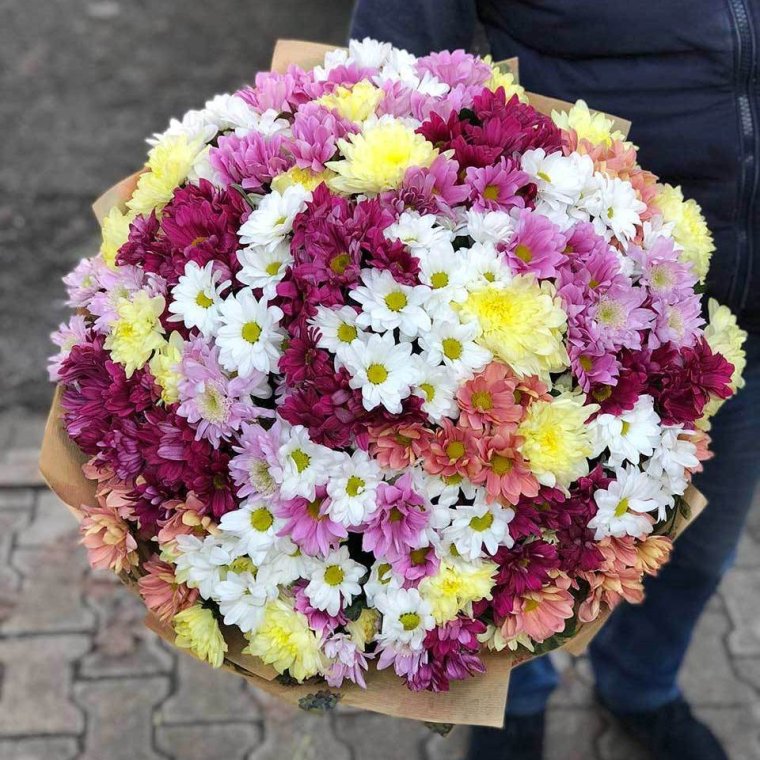 Шаровидные хризантемы герберы