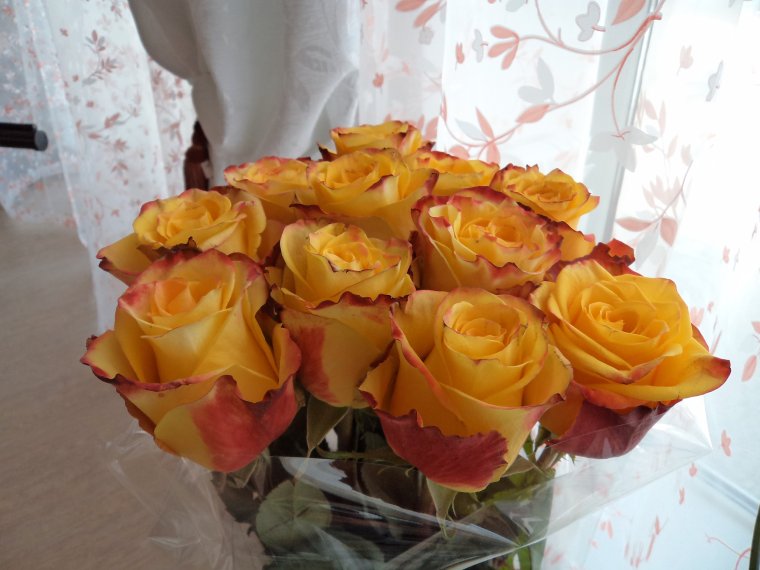 Роза Амбианс