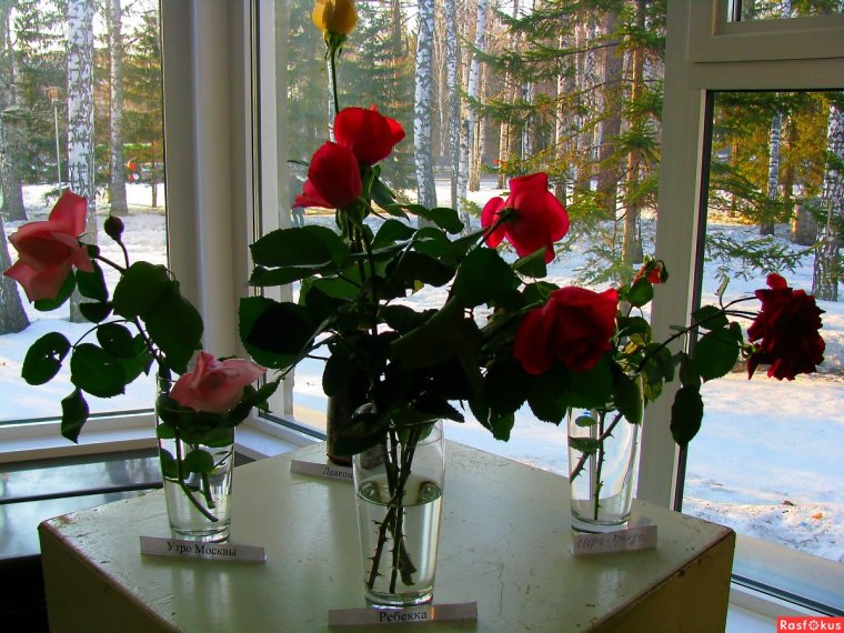 Букет на подоконнике