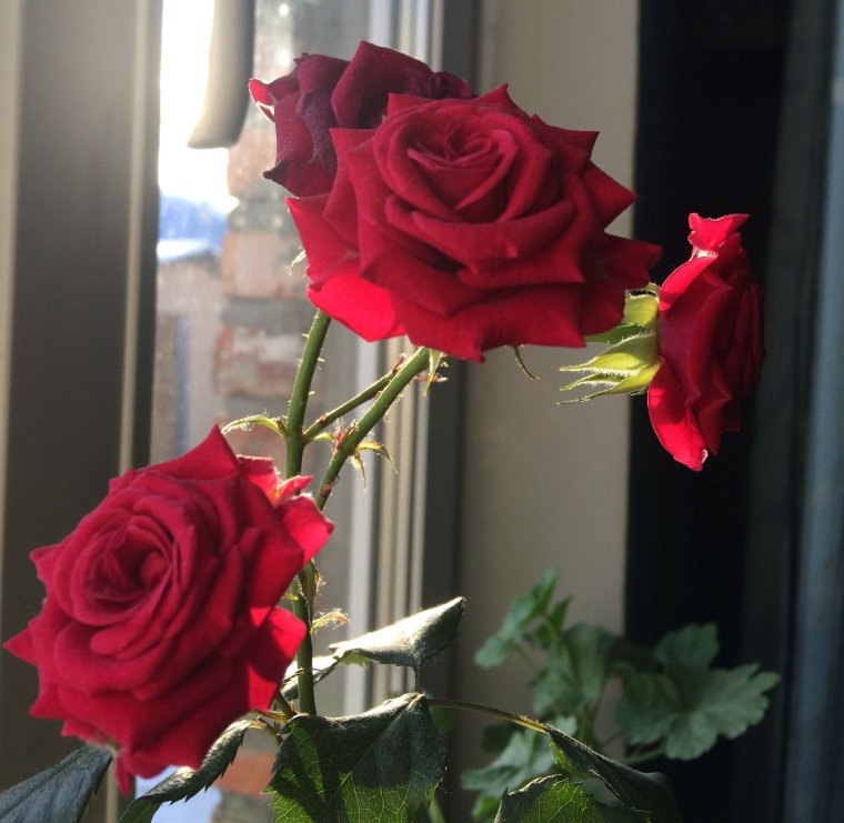 Букет цветов на столе