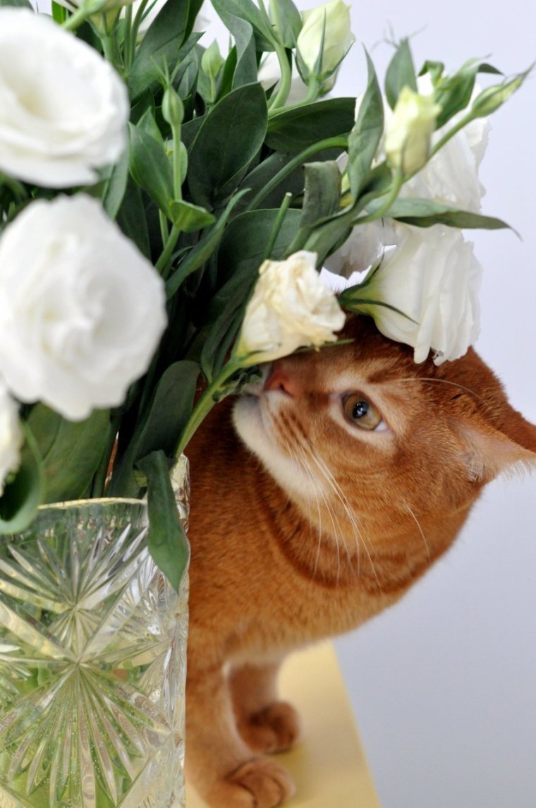 Букет котят