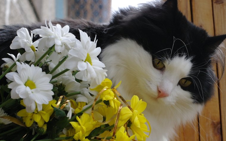 Кошка с букетом цветов