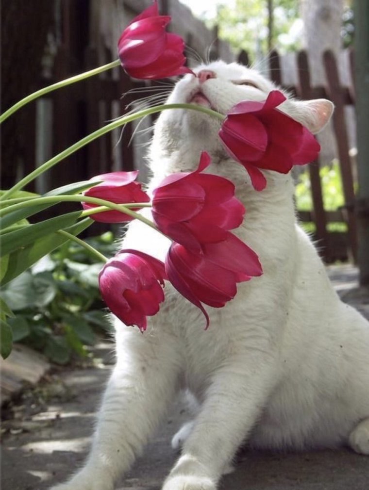 Кот с тюльпанами