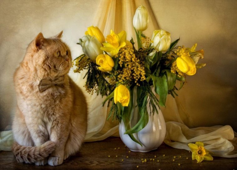 Кошка с букетом цветов