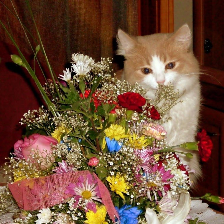 Котенок с цветами