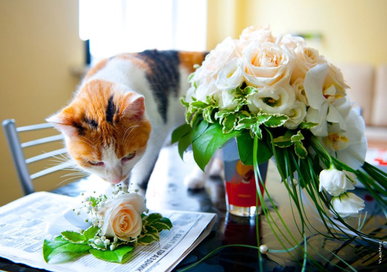 Котики и букеты Свадебные