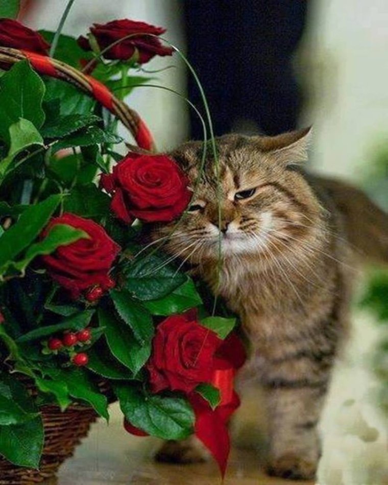 Кот и розы