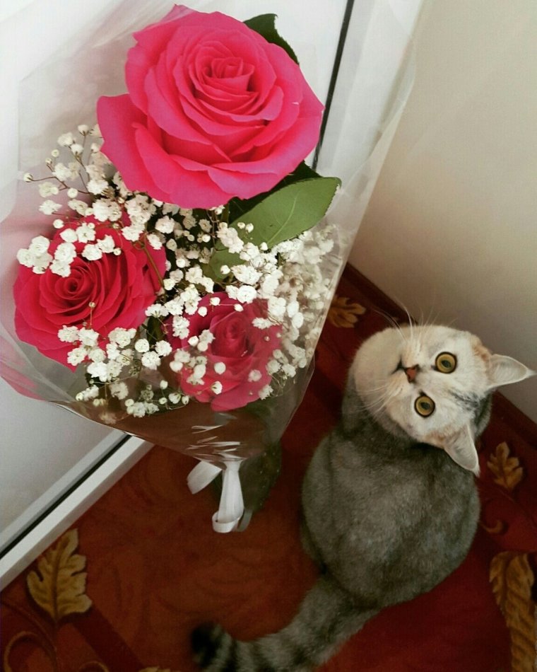 Котенок с букетом цветов