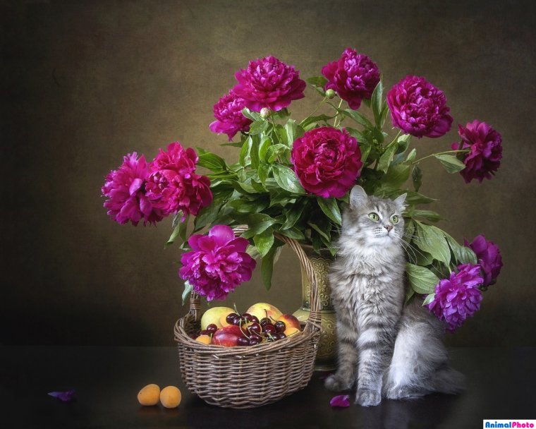 Котенок и пионы